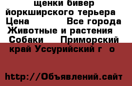 щенки бивер йоркширского терьера › Цена ­ 8 000 - Все города Животные и растения » Собаки   . Приморский край,Уссурийский г. о. 